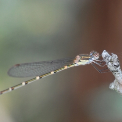 Austrolestes leda (Wandering Ringtail) at Forde, ACT - 28 Feb 2024 by Harrisi