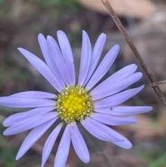 Brachyscome spathulata (Coarse Daisy, Spoon-leaved Daisy) at Ballalaba, NSW - 2 Mar 2024 by JaneR