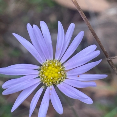 Brachyscome spathulata (Coarse Daisy, Spoon-leaved Daisy) at QPRC LGA - 2 Mar 2024 by JaneR