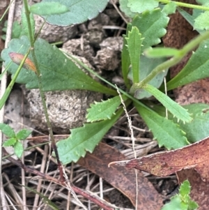 Brachyscome spathulata at QPRC LGA - 2 Mar 2024