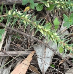 Melichrus urceolatus (Urn Heath) at Ballalaba, NSW - 2 Mar 2024 by JaneR