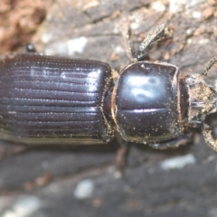 Aulacocyclus edentulus at Mulligans Flat - 28 Feb 2024