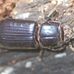 Aulacocyclus edentulus at Mulligans Flat - 28 Feb 2024