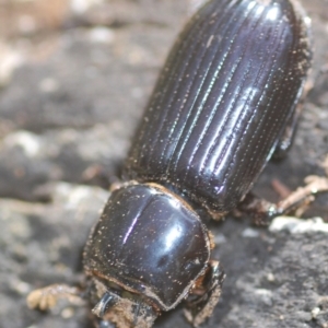 Aulacocyclus edentulus at Mulligans Flat - 28 Feb 2024