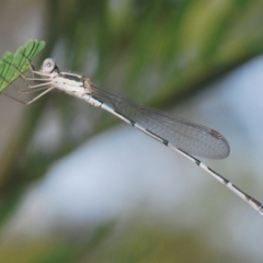 Austrolestes leda (Wandering Ringtail) at Black Mountain - 28 Feb 2024 by Harrisi