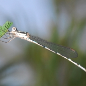 Austrolestes leda at Black Mountain - 28 Feb 2024 02:23 PM