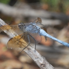 Orthetrum caledonicum (Blue Skimmer) at O'Connor, ACT - 28 Feb 2024 by Harrisi