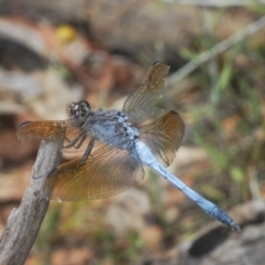 Orthetrum caledonicum at Black Mountain - 28 Feb 2024