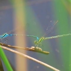 Austroagrion watsoni (Eastern Billabongfly) at FBM400: Black Mtn Belconnen Way - 28 Feb 2024 by Harrisi