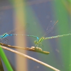 Austroagrion watsoni at Undefined Area - 28 Feb 2024 02:39 PM