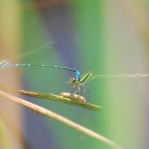 Austroagrion watsoni at Undefined Area - 28 Feb 2024 02:39 PM