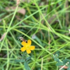 Hypericum gramineum (Small St Johns Wort) at Ballalaba, NSW - 2 Mar 2024 by JaneR