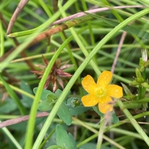 Hypericum gramineum at QPRC LGA - 2 Mar 2024