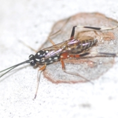 Stenarella victoriae (An ichneumon parasitic wasp) at Bruce, ACT - 28 Feb 2024 by Harrisi