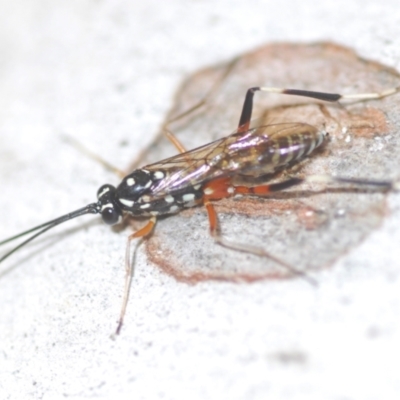 Stenarella victoriae (An ichneumon parasitic wasp) at Bruce, ACT - 28 Feb 2024 by Harrisi