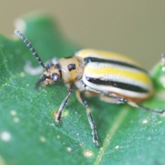 Lema (Quasilema) daturaphila (Three-lined potato beetle) at Greenway, ACT - 28 Feb 2024 by Harrisi