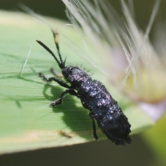 Hispellinus multispinosus (Spiny leaf beetle) at Pine Island to Point Hut - 28 Feb 2024 by Harrisi