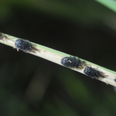 Hispellinus multispinosus at Pine Island to Point Hut - 28 Feb 2024