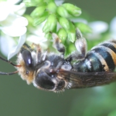 Lipotriches (Austronomia) australica at Greenway, ACT - 28 Feb 2024 by Harrisi