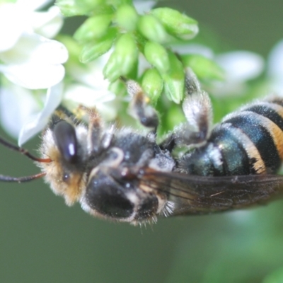 Lipotriches (Austronomia) australica at Greenway, ACT - 28 Feb 2024 by Harrisi