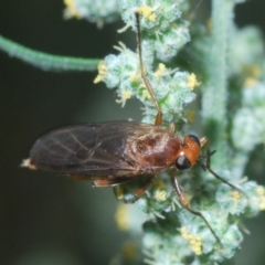 Unidentified Other true fly at Pine Island to Point Hut - 28 Feb 2024 by Harrisi