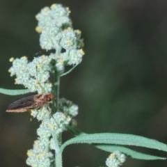 Inopus rubriceps at Pine Island to Point Hut - 28 Feb 2024