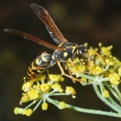 Polistes (Polistes) chinensis (Asian paper wasp) at Greenway, ACT - 28 Feb 2024 by Harrisi