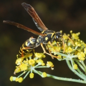 Polistes (Polistes) chinensis at Pine Island to Point Hut - 28 Feb 2024