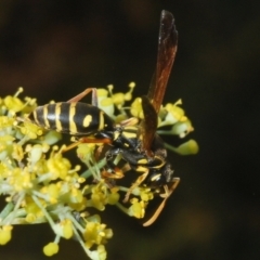 Polistes (Polistes) chinensis at Pine Island to Point Hut - 28 Feb 2024