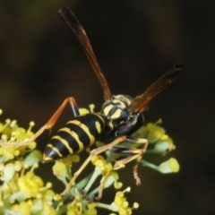 Polistes (Polistes) chinensis at Pine Island to Point Hut - 28 Feb 2024 06:12 PM