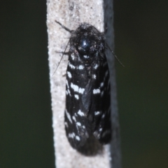 Psychanisa baliodes (A Case moth) at Pine Island to Point Hut - 28 Feb 2024 by Harrisi