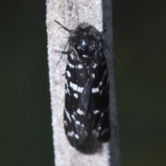 Psychanisa baliodes (A Case moth) at Greenway, ACT - 28 Feb 2024 by Harrisi