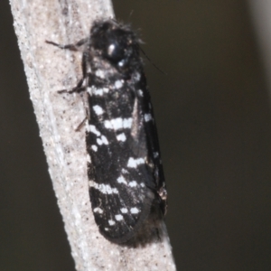 Psychanisa baliodes at Pine Island to Point Hut - 28 Feb 2024 06:16 PM