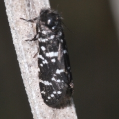 Psychanisa baliodes at Pine Island to Point Hut - 28 Feb 2024