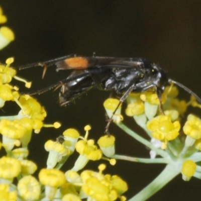 Calopompilus sp. (genus) (Spider wasp) at Greenway, ACT - 28 Feb 2024 by Harrisi