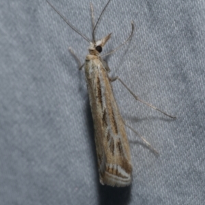 Hednota panteucha at Carapooee, VIC - 29 Apr 2019 01:19 AM