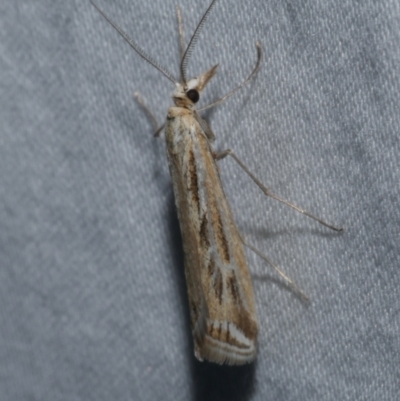 Unidentified Pyralid or Snout Moth (Pyralidae & Crambidae) at Carapooee, VIC - 28 Apr 2019 by WendyEM