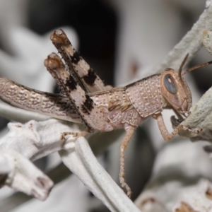 Valanga irregularis at Wellington Point, QLD - 1 Mar 2024