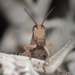 Valanga irregularis at Wellington Point, QLD - 1 Mar 2024