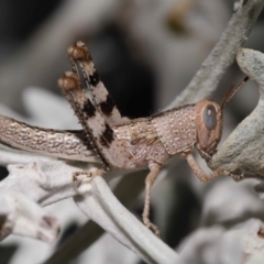 Valanga irregularis at Wellington Point, QLD - suppressed