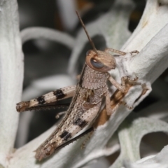 Valanga irregularis at Wellington Point, QLD - suppressed