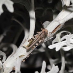 Valanga irregularis at Wellington Point, QLD - suppressed