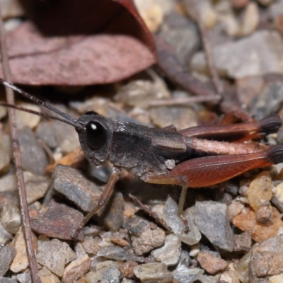 Unidentified Grasshopper (several families) at Capalaba, QLD - 29 Feb 2024 by TimL