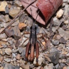 Rectitropis (genus) at Capalaba, QLD - 1 Mar 2024 09:52 AM