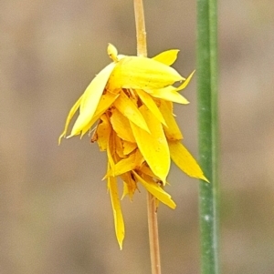 Heliocosma (genus - immature) at The Pinnacle - 2 Mar 2024 09:23 AM