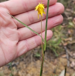 Heliocosma (genus - immature) at The Pinnacle - 2 Mar 2024 09:23 AM