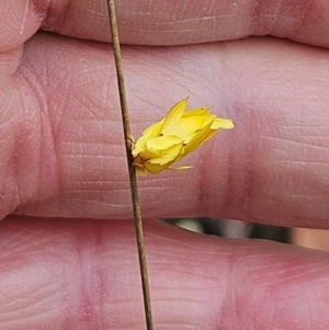 Heliocosma (genus - immature) at The Pinnacle - 2 Mar 2024