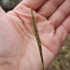 Bothriochloa macra (Red Grass, Red-leg Grass) at The Pinnacle - 1 Mar 2024 by sangio7