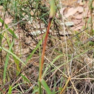 Bothriochloa macra at The Pinnacle - 2 Mar 2024