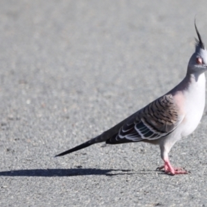 Ocyphaps lophotes at Dunlop, ACT - 2 Mar 2024